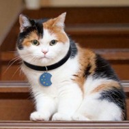 PetSafe Mini Cat Blue - Ảnh 2